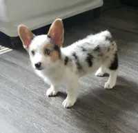 PEPPER FEM, a female Cardigan Welsh Corgi for sale in Long Beach, CA – 1 of 4