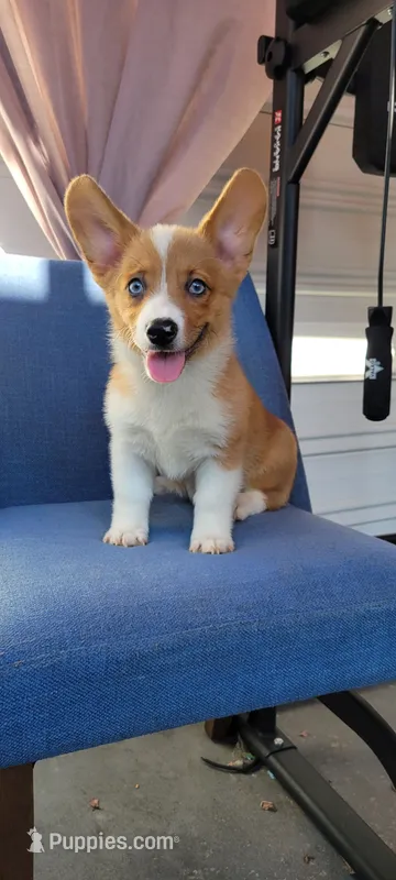 River blue eyes – Pembroke Welsh Corgi puppy for sale in Long Beach, CA