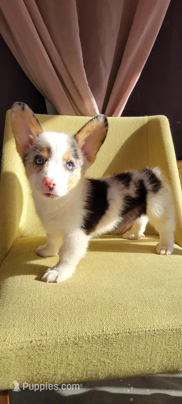 Poke – Cardigan Welsh Corgi puppy for sale in Long Beach, CA