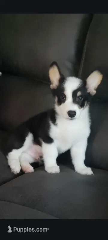 Max – Pembroke Welsh Corgi puppy for sale in Long Beach, CA