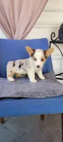 Pepper fem, a female Cardigan Welsh Corgi for sale in Long Beach, CA – 2 of 3