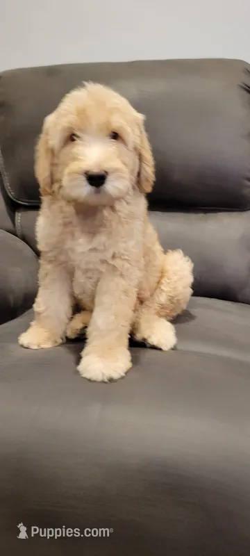 AJ non shedding labradoodle – Labradoodle puppy for sale in Long Beach, CA