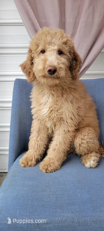 AJ non shedding labradoodle OBO – Labradoodle puppy for sale in Long Beach, CA