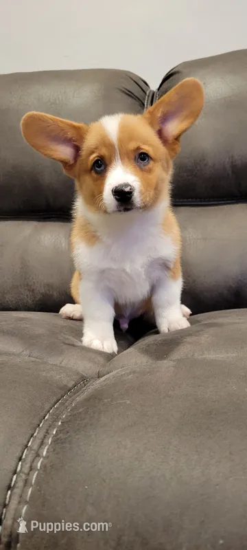River – Pembroke Welsh Corgi puppy for sale in Long Beach, CA