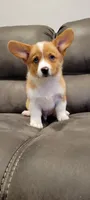 River blue eyes, a male Pembroke Welsh Corgi for sale in Long Beach, CA – 1 of 2