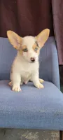 Tony, a male Cardigan Welsh Corgi for sale in Long Beach, CA – 3 of 3