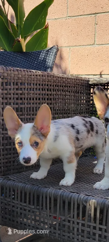Speedy  $OBO – Cardigan Welsh Corgi puppy for sale in Long Beach, CA