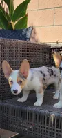 Speedy  $OBO, a male Cardigan Welsh Corgi for sale in Long Beach, CA – 1 of 2