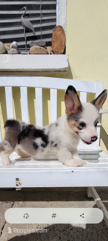 Tony – Cardigan Welsh Corgi puppy for sale in Long Beach, CA