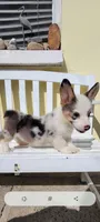 Tony, a male Cardigan Welsh Corgi for sale in Long Beach, CA – 1 of 1