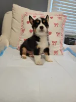 Max, a male Pembroke Welsh Corgi for sale in Los Angeles, CA – 1 of 3