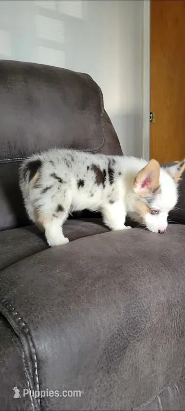 Pepper – Cardigan Welsh Corgi puppy for sale in Long Beach, CA
