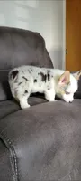 Pepper, a male Cardigan Welsh Corgi for sale in Long Beach, CA – 1 of 2