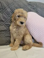 Sunny, a male Labradoodle for sale in Los Angeles, CA – 2 of 3