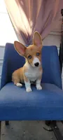 Sassy blue 👀 !!! Red merle, a female Pembroke Welsh Corgi for sale in Long Beach, CA – 1 of 2
