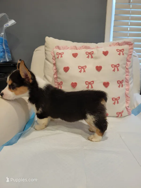 Julia – Pembroke Welsh Corgi puppy for sale in Los Angeles, CA