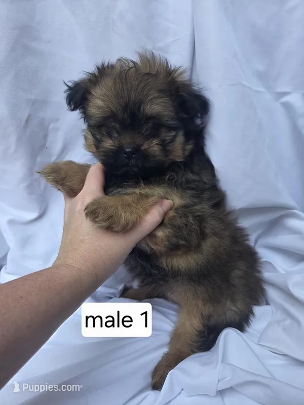 Ford, a male Pomeranian and Shih Tzu for sale in Miracle, KY – Photo 1 of 5
