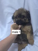 Ford, a male Pomeranian and Shih Tzu for sale in Miracle, KY – Photo 2 of 5