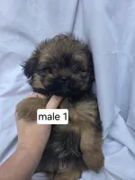 Ford, a male Pomeranian and Shih Tzu for sale in Miracle, KY – Photo 5 of 5