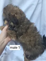 Ford, a male Pomeranian and Shih Tzu for sale in Miracle, KY – Photo 4 of 5