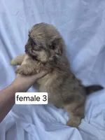 Fiona, a female Pomeranian and Shih Tzu for sale in Miracle, KY – Photo 2 of 3