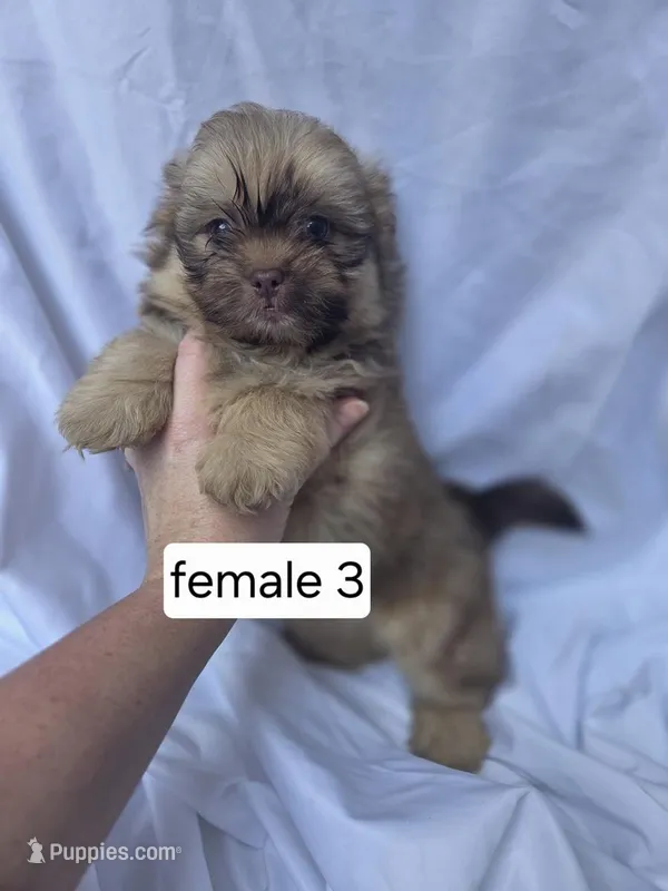 Fiona, a female Pomeranian and Shih Tzu for sale in Miracle, KY – Photo 1 of 3