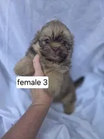 Fiona, a female Pomeranian and Shih Tzu for sale in Miracle, KY – Photo 3 of 3