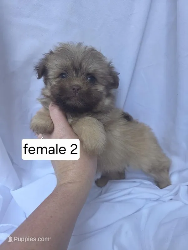 Farrah, a female Pomeranian and Shih Tzu for sale in Miracle, KY – Photo 1 of 4