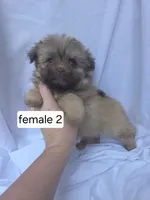 Farrah, a female Pomeranian and Shih Tzu for sale in Miracle, KY – Photo 1 of 4