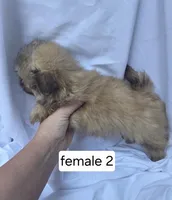 Farrah, a female Pomeranian and Shih Tzu for sale in Miracle, KY – Photo 2 of 4