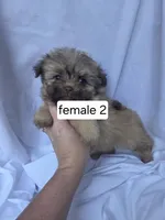 Farrah, a female Pomeranian and Shih Tzu for sale in Miracle, KY – Photo 3 of 4