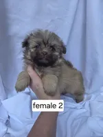 Farrah, a female Pomeranian and Shih Tzu for sale in Miracle, KY – Photo 4 of 4