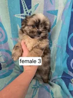 Dolly, a female Shiranian for sale in Miracle, KY – Photo 3 of 5