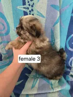 Dolly, a female Shiranian for sale in Miracle, KY – Photo 5 of 5