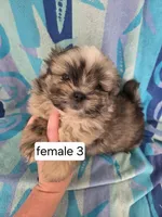 Dolly, a female Shiranian for sale in Miracle, KY – Photo 1 of 5