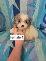 Lindy, a female Shiranian for sale in Miracle, KY – Photo 5 of 6