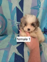 Lindy, a female Shiranian for sale in Miracle, KY – Photo 4 of 6