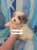 Lindy, a female Shiranian for sale in Miracle, KY – Photo 3 of 6