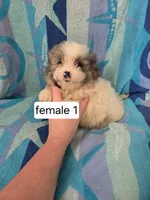 Lindy, a female Shiranian for sale in Miracle, KY – Photo 6 of 6