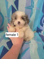 Lindy, a female Shiranian for sale in Miracle, KY – Photo 1 of 6