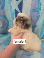 Lindy, a female Shiranian for sale in Miracle, KY – Photo 2 of 6