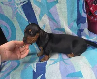 Bentley, a male Miniature Dachshund for sale in Miracle, KY – Photo 2 of 10
