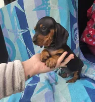 Bentley, a male Miniature Dachshund for sale in Miracle, KY – Photo 5 of 10