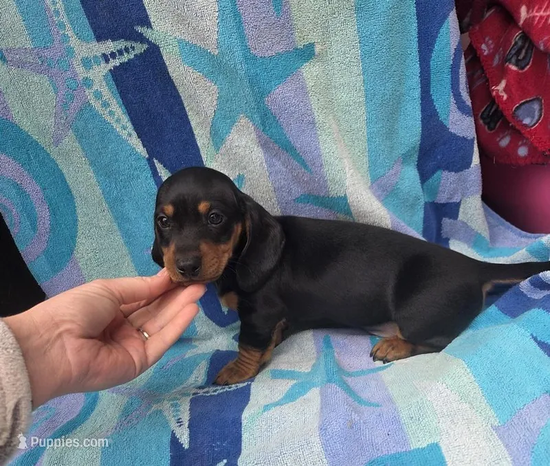 Bentley, a male Miniature Dachshund for sale in Miracle, KY – Photo 1 of 10