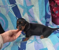 Bentley, a male Miniature Dachshund for sale in Miracle, KY – Photo 1 of 10