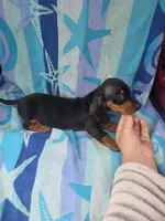 Bentley, a male Miniature Dachshund for sale in Miracle, KY – Photo 7 of 10
