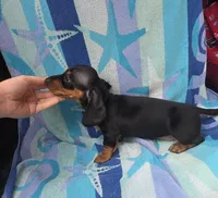 Bentley, a male Miniature Dachshund for sale in Miracle, KY – Photo 4 of 10