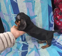 Bentley, a male Miniature Dachshund for sale in Miracle, KY – Photo 3 of 10