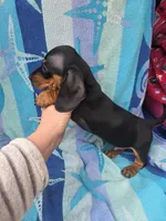 Bentley, a male Miniature Dachshund for sale in Miracle, KY – Photo 8 of 10
