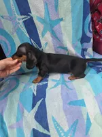 Bentley, a male Miniature Dachshund for sale in Miracle, KY – Photo 10 of 10